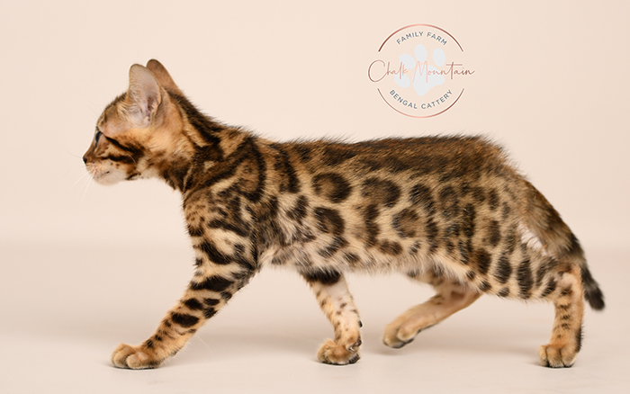 Bengal kitten for sale